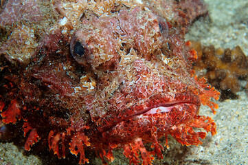 Portrait of a Tassled scorpionfish