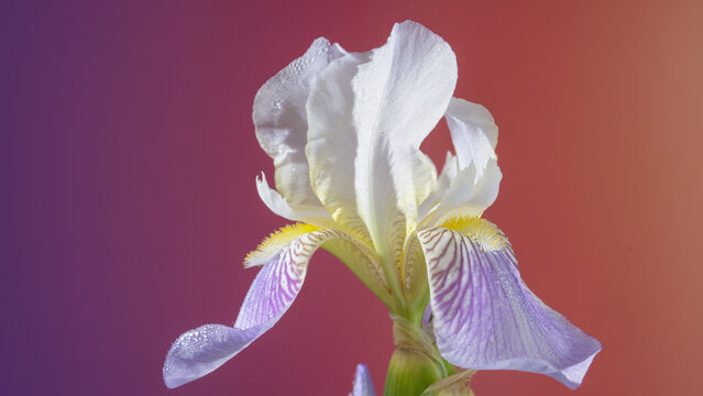 Studio capture of delicate white iris plant textures. Professional image showcasing gentle shades and detailed patterns of elegant white iris