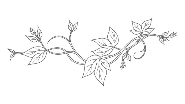 Delicate vine illustration with leaves on white background