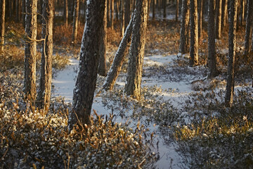 Fototapeta premium Path in a pine forest in winter in bright daylight, mosses grow around