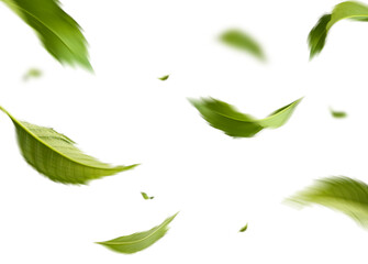 Green Floating Leaves Isolated on Transparent Background Natural Motion