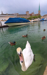 Fototapeta premium White swan and ducks swimming on the Limmat River in Zurich, Switzerland, with covered boats, historic buildings, and church towers under a cloudy sky