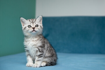 Adorable British Shorthair kitten sitting on blue surface against pastel green background. Cute pet portrait, soft light, minimal composition, young cat with expressive eyes.