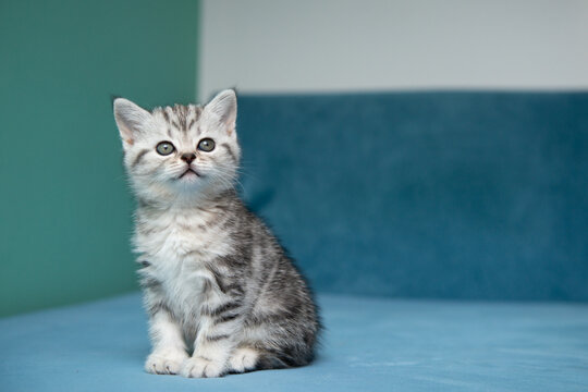 Adorable British Shorthair kitten sitting on blue surface against pastel green background. Cute pet portrait, soft light, minimal composition, young cat with expressive eyes.