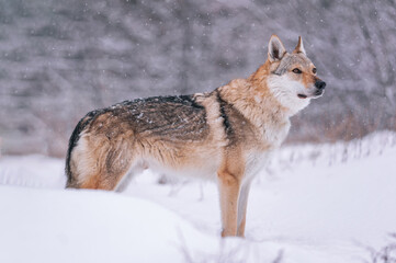Obraz premium A Czechoslovakian Wolfdog stands in the forest in winter while it snows.