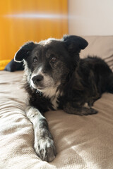 Senior dog resting indoors on cozy bed with soft lighting  