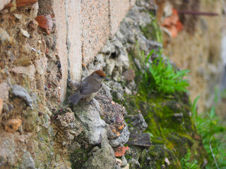 Capinera eurasiatica femmina (Sylvia atricapilla)