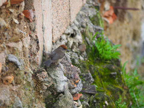 Capinera eurasiatica femmina (Sylvia atricapilla)