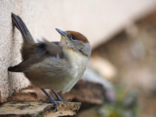 Capinera eurasiatica femmina (Sylvia atricapilla)