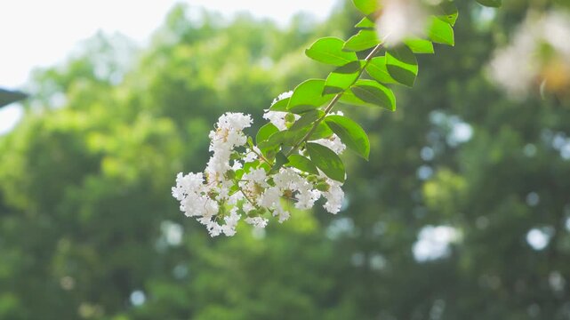 White Crape Myrtle Flowers Blooming in Summer Garden