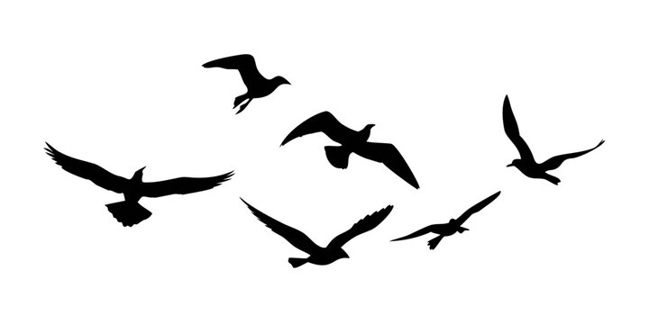 A flock of birds flying in a circular pattern against a white background Vector