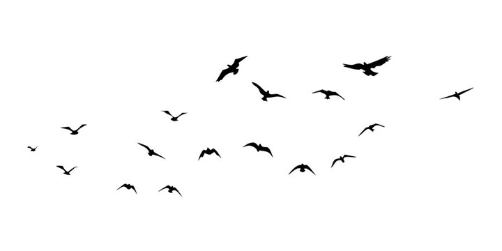 A flock of birds flying in a v-formation against a white background Vector