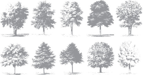 Obraz premium Collection of ten grey textured trees with detailed foliage and trunks on a white background nature