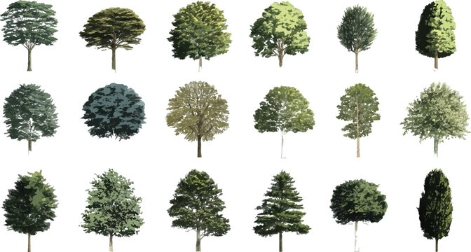 Collection of diverse deciduous and coniferous trees with varied foliage and shapes nature plant plants