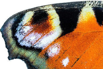 Ocelle ou œil du papillon Paon du jour en gros plan macro montrant les écailles colorées. Inachis io, lépidoptères © YVO-Photos