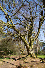 Tall tree in the park