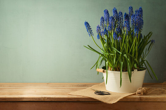 Spring muscari flowers in bucket on wooden table over green wall background