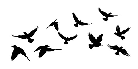 A flock of birds in flight against a white background Vector © RABBI