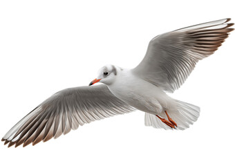 Obraz premium White seagull with outstretched wings in flight against a dark background isolated on a transparent background