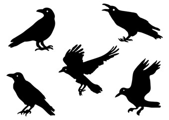 Fototapeta premium カラス