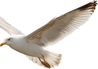 Fototapeta premium A white seagull with brown wing markings in mid-flight isolated on a transparent background bird flying