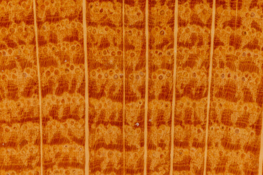 Wood grain texture showing microscopic cell patterns