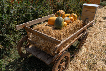Rustic wooden cart with autumn pumpkins and hay in the garden. © Grant
