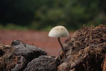 Small White Wild Mushroom Growing in a Heap of Dung © Thira