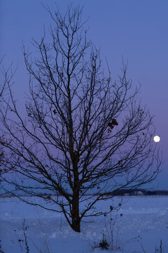 Bare Winter Tree and Moon in Snowy Landscape at Twilight