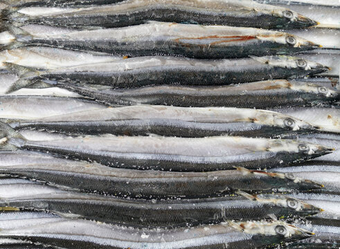 close up on frozen pacific saury