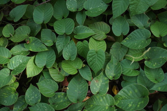 Lush Green Desmodium Gangeticum Leaves, Natural Tropical Background