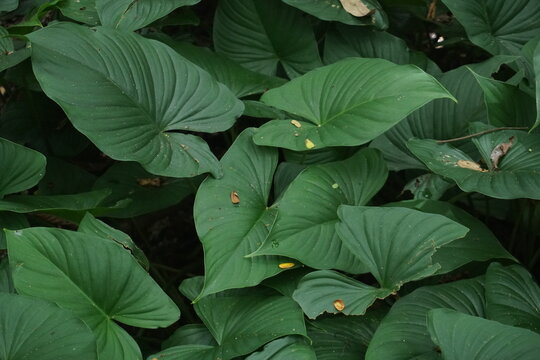 Heart-Shaped Leaves: Natural Botanical Texture