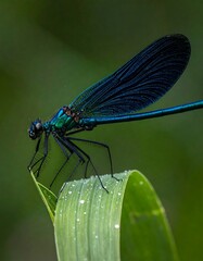 Iridescent blue dragonfly on a dewy green blade of grass against a blurred verdant backdrop