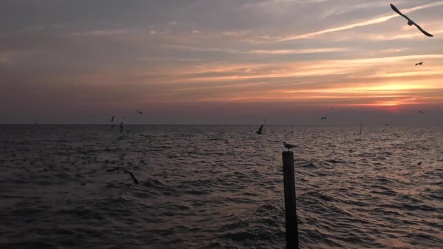 Seagulls hovering above sunset reflection on waterก fsa