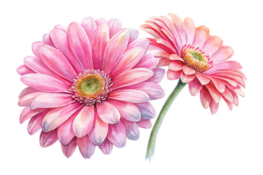 Bright Pink Gerbera Daisy Watercolor, Cheerful Floral Clipart Illustration Isolated on White