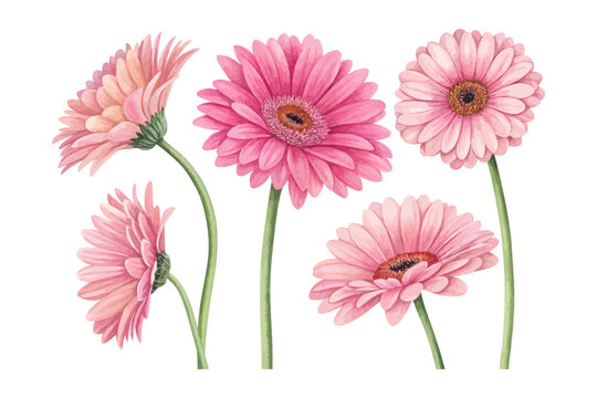 set of Watercolor Gerbera Pink Flower Illustration, Bright Floral Clipart, vector isolated on white background