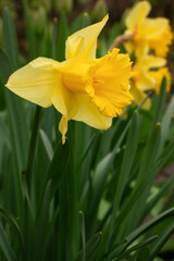 Royal yellow daffodil with yellow crown