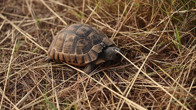 Caretta caretta sea turtle slowly crawls through dry grass in its natural habitat. Brown loggerhead turtle slowly moves across sunlit patch of dry grass. Wildlife concept, sanctuary