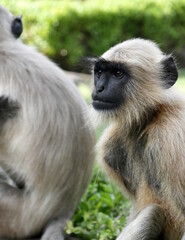 Obraz premium portrait of Hanuman Langur monkey in Mandore Garden, rajasthan, india. Semnopithecus entellus