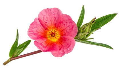 Isolated pink flower blossom with yellow center, green leaves and stems on white background, close-up