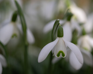Single Snowdrop in a Sea of Soft Green and White