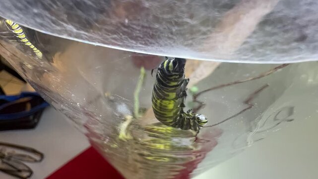 monarch caterpillar transforms into a chrysalis