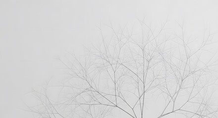 Minimalist Tree Branches Against a White Background