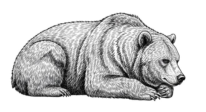 Vintage grabado aislado oso negro conjunto ilustraci&oacute;n boceto de tinta.
 Arte de vector de silueta de animal asi&aacute;tico de fondo americano grizzly