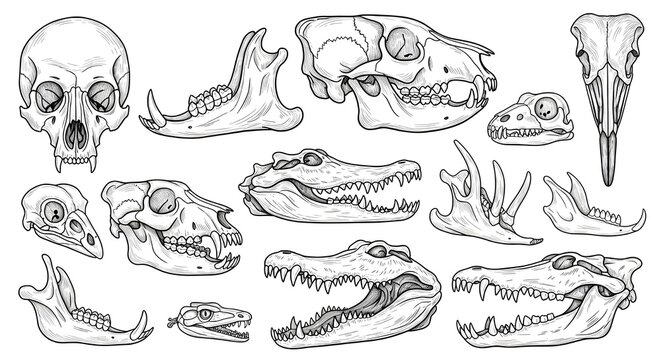 Boceto de cr&aacute;neos de animales.
 Dibujar huesos, esqueletos de cabezas de diferentes animales: ciervo, le&oacute;n, p&aacute;jaro, gato, perro.
 Grabado de la anatom&iacute;a de la fauna.
 Ilustraciones vectoriales aislada