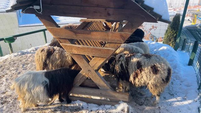 Jacob sheep eat grain from a feeder on a clear winter day. Jacob sheep - unusual piebald sheep and often polycerate or multi-horned. Two horns grow like a sheep's, and two like a goat's.