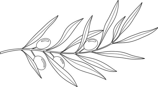 Simple black and white line art drawing depicting a detailed olive branch adorned with several ripe olives and slender elongated leaves stretching across the composition