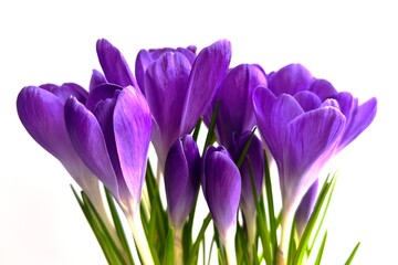 Fototapeta premium purple crocus flowers