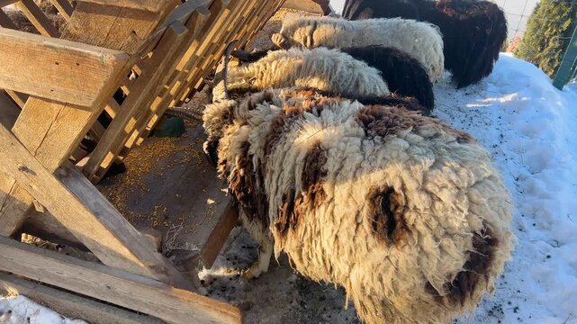 Jacob sheep - unusual piebald sheep and often polycerate or multi-horned. It most commonly has four horns. Two horns grow like a sheep's, and two like a goat's. Sheep eat grain from a feeder.