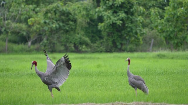 Eastern Sarus Crane Thai cranes from a breeding center forage in their natural habitat, a conservation effort within the community.